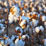 cotton field