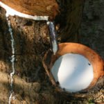 rubber milk extraction from rubber tree