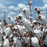cotton fiber