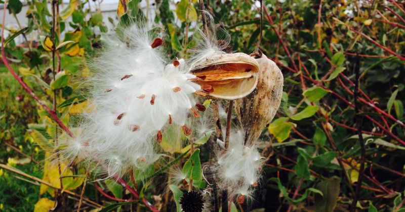Milkweed-pod
