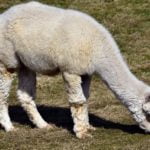 alpaca