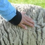 hand-person-rope-animal-fur-fluffy-1145924-pxhere.com (1)