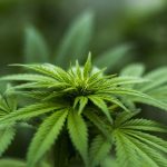 hemp plant