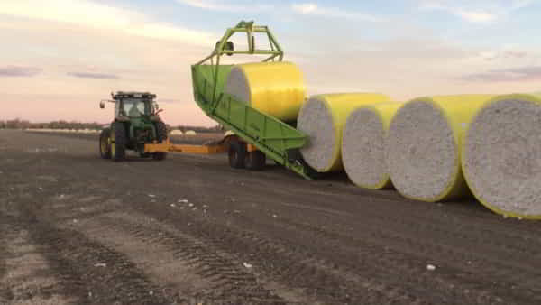 Round modules of seed cotton wrapped in yellow plastic lined up in a harvested field, with a tractor lifting one