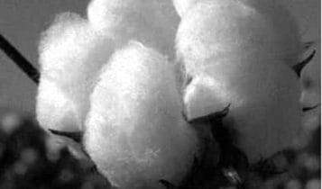 Black and white photograph of fluffy open cotton bolls close up