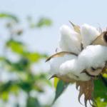 cotton boll