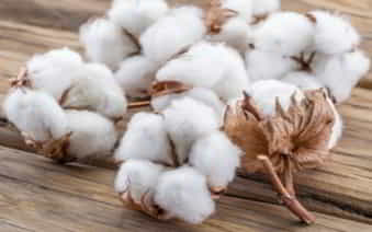 Open cotton bolls, white lint bursting from dry brown bracts, lying on a wooden surface