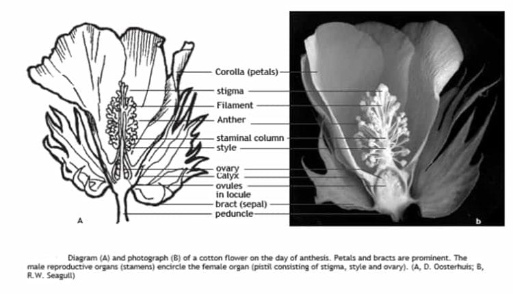Labelled diagram and photograph of a cotton flower in section, showing petals, the staminal column, stigma, ovary and bracts
