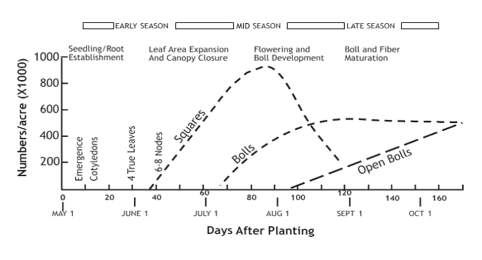 Graph of squares, bolls and open bolls per acre against days after planting, rising and falling across the early, mid and late season