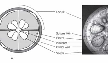 Diagram of a cotton boll cut across, showing the locules, seeds, fibres, placenta and suture lines, beside a photograph of a cut boll