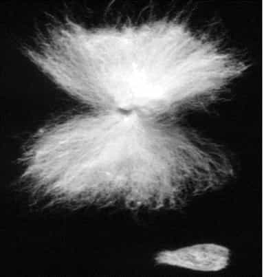 A single cotton seed with its fibres combed out to either side, photographed against a black background