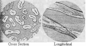 Two microscope drawings of cotton: kidney-shaped cross-sections with central lumens, and flat fibres twisting along their length