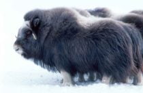 Musk ox in snow