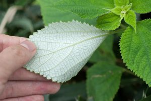 ramie plant leaves