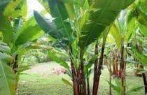 Abaca plants, relatives of the banana