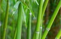 Bamboo stems