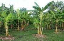Banana plants
