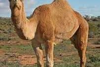A dromedary camel