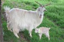 White cashmere goat with a kid