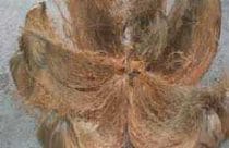 Coir fibre in a coconut husk