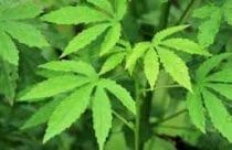 Kenaf plant