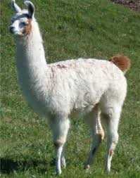 Llama standing on grass