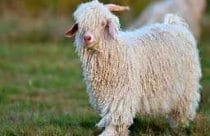 Angora goat in full fleece