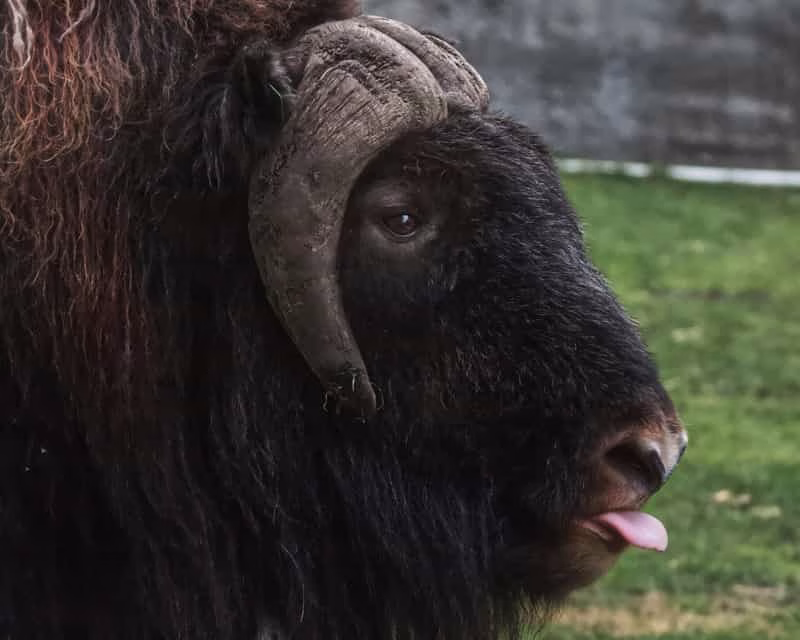 musk-ox3