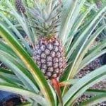 Pineapple plant with fruit
