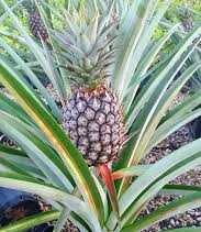 pina-plant
