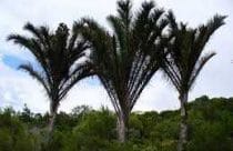 Raffia palms