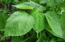 Leaves of the ramie plant