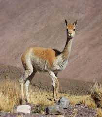 Vicuña in the Andes