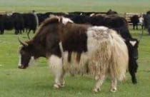 Yaks grazing