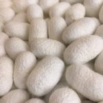 silk cocoons
