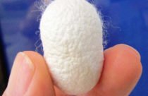 A silkworm cocoon held between fingers