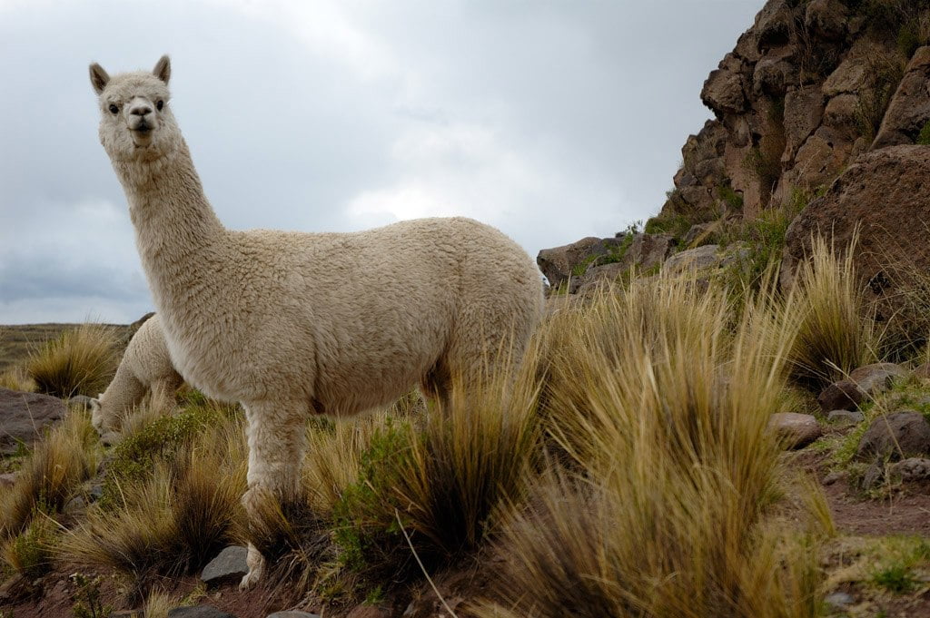 Alpaca Fibres - the natural, hair fiber