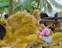 Coir extraction