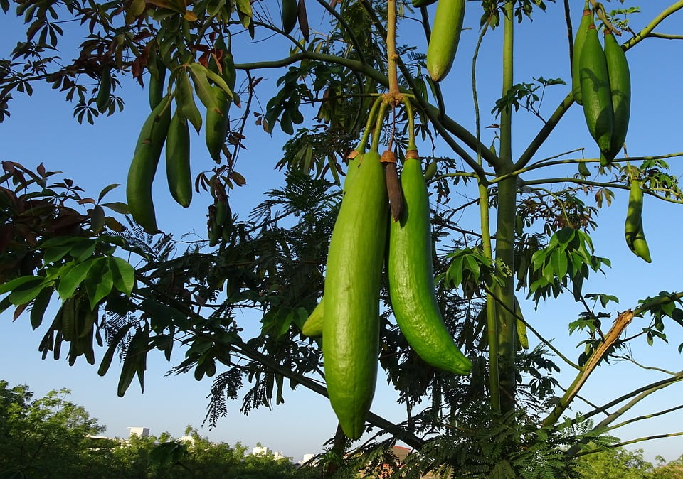 Green seed pods hanging on a kapok tree
