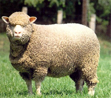 Merino-type sheep with a dense, close fleece covering its body and the top of its head, standing on grass
