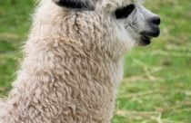 Head of an alpaca