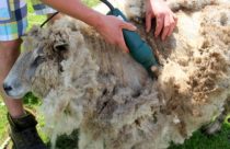 A sheep being shorn