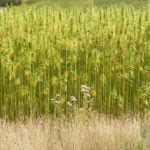 hemp plants