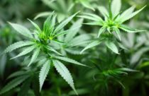 Leaves of the hemp plant, Cannabis sativa