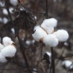 Cotton Plant