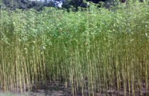 A field of tall jute plants