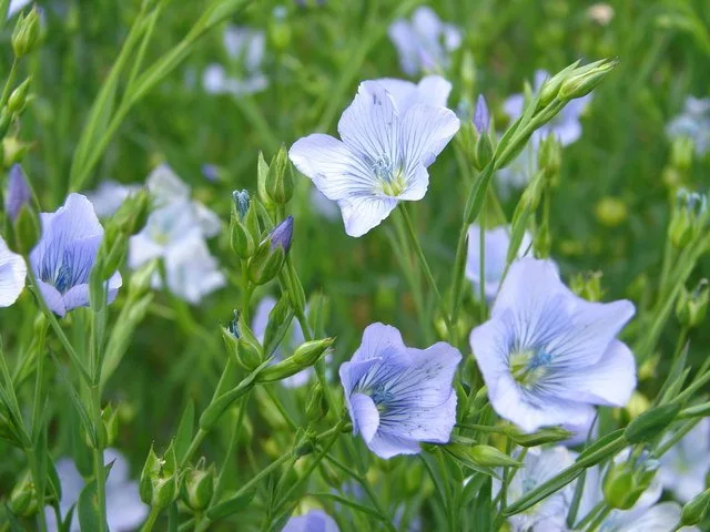 Pale blue five-petalled flax flowers and round green seed buds on slender stems