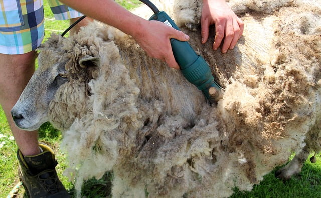 A sheep held on its back while a shearer runs an electric handpiece through its fleece