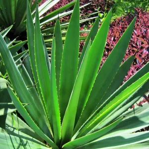 A rosette of long, stiff, sword-shaped green agave leaves in a garden bed