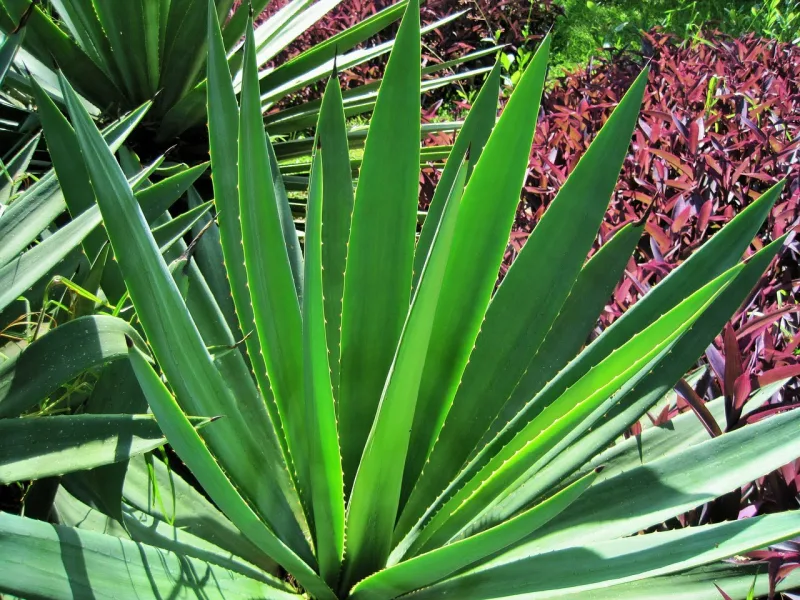A rosette of long, stiff, sword-shaped green agave leaves in a garden bed